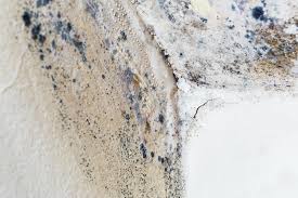 Professional Mold Removal in El Campo, TX